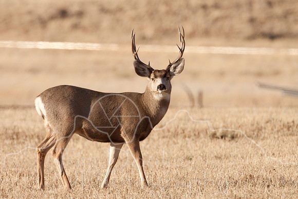 Mule Deer on South Fork--2009-2736.jpg
