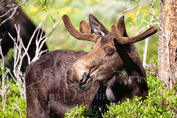Bull Moose near Burgess Junction-