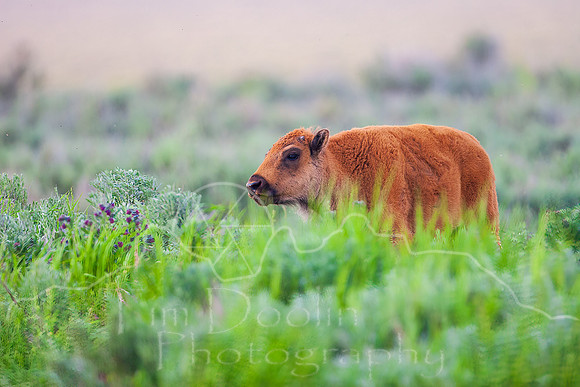 IMG_0471-Edit