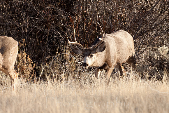 Mule Deer on South Fork--2009-2759.jpg