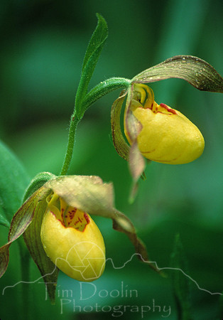 Double Lady Slipper