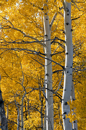 Aspens and yellow leaves-3395