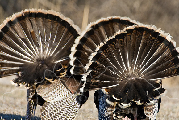 Turkey--2008-0934