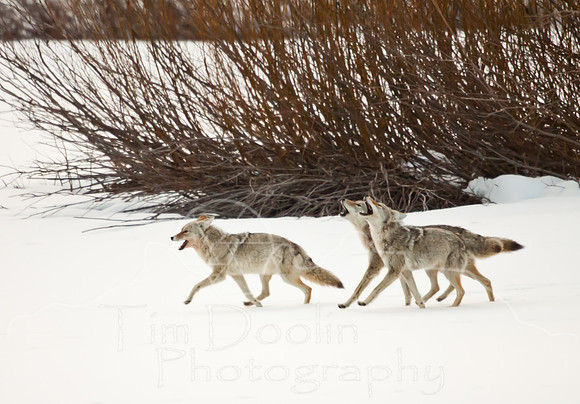 Coyotes-3117