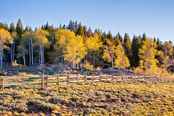 Aspens along Highway 14-