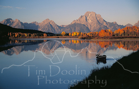 Bull Moose at Oxbow Bend--broadside.jpg