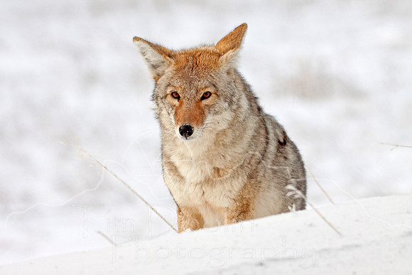 Yellowstone in Winter--December 2009-5328.jpg