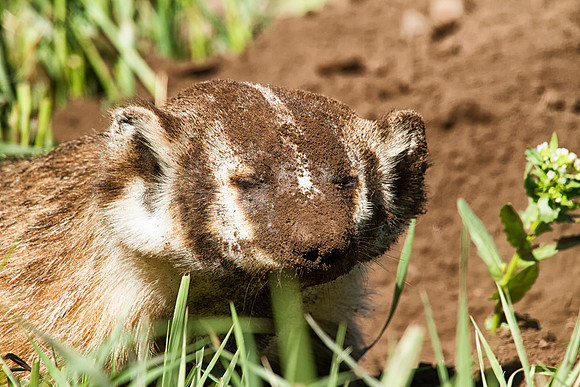 Badger digging-