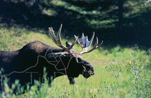 Bull Moose with white antlers feeding near Arrowhead Lodge.jpg
