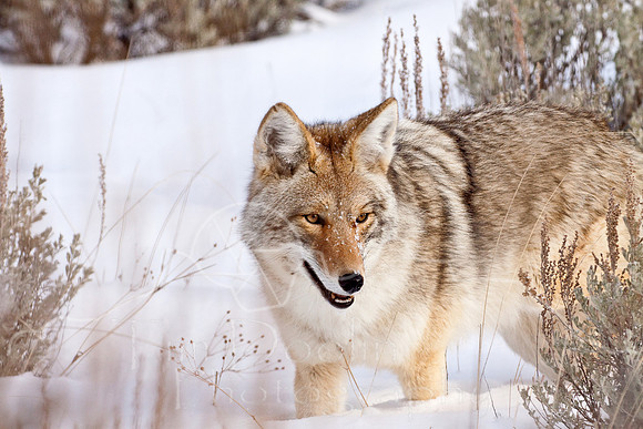 Yellowstone in Winter--December 2009-6681.jpg