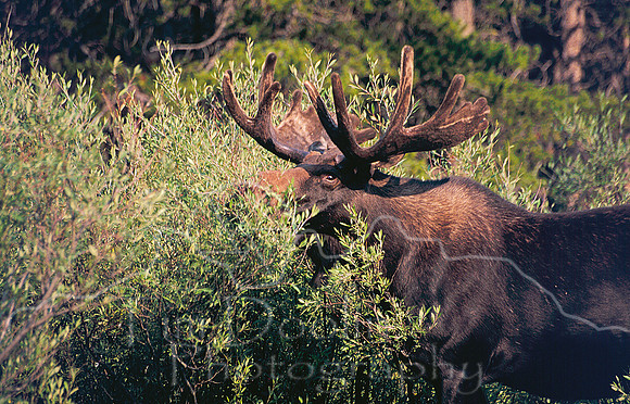 Large Bull moose feeding on willows near Dead Swede.jpg
