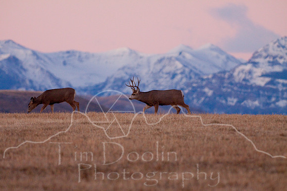 Mule Deer--South Fork Shoshone--November 2009-2865.jpg