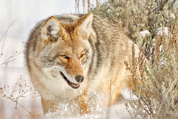 Coyote mousing in Sagebrush-12x18