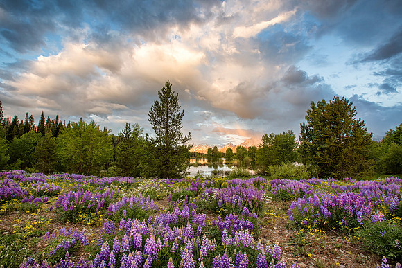Pilgrim Creek Pond Sunrise--June 2014-