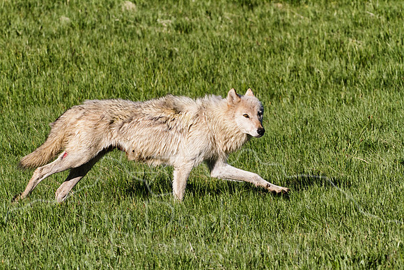 White Wolf--2