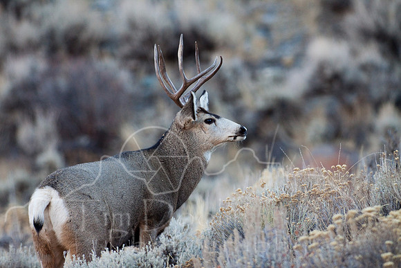 Mule Deer--South Fork Shoshone--November 2009-2974.jpg