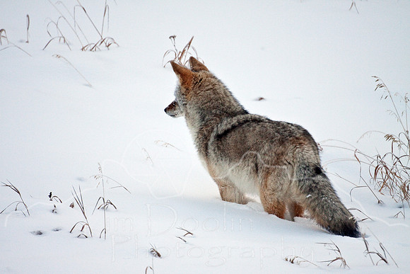 Yellowstone in Winter--December 2009-6304.jpg