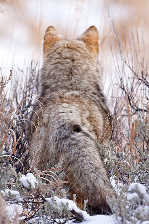 Yellowstone in Winter--December 2009-6700.jpg