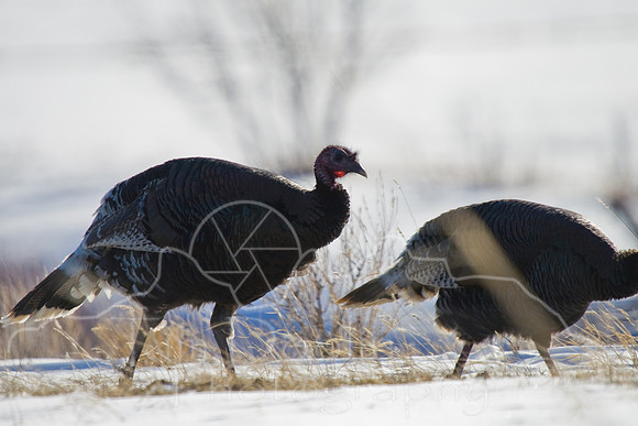Turkeys-1158