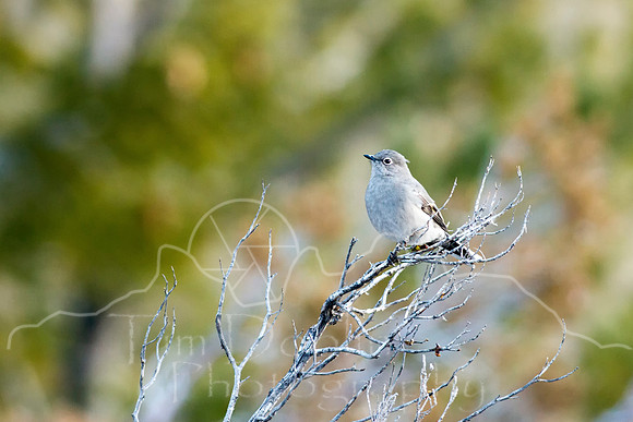 IMG_0538-Edit
