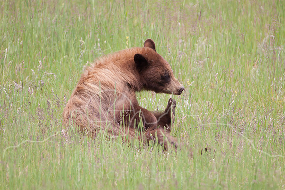 Glacier National Park--July 2010-4617