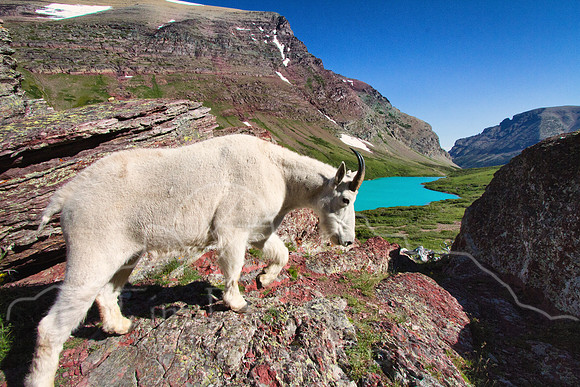 Glacier National Park--2011--19