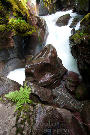 Glacier National Park--July 2010-7299