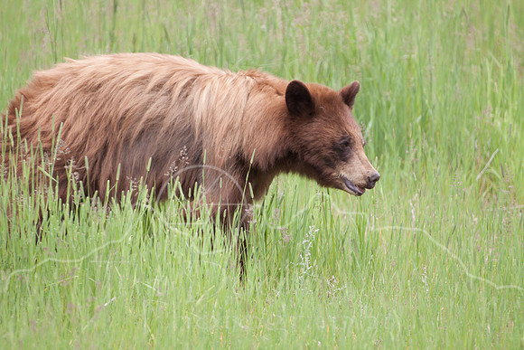 Glacier National Park--July 2010-4567