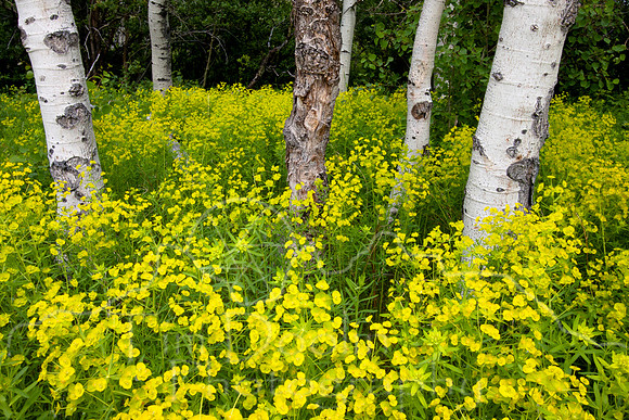 Glacier National Park--July 2010-8589