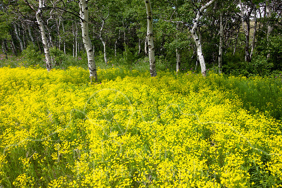 Glacier National Park--July 2010-8577