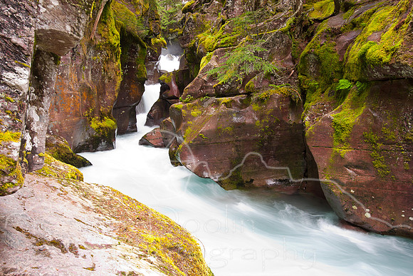 Glacier National Park--July 2010-7416