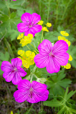 flowers-8613