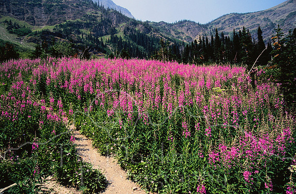 Fireweed on trail to Bertha Lake--Waterton National Park.jpg