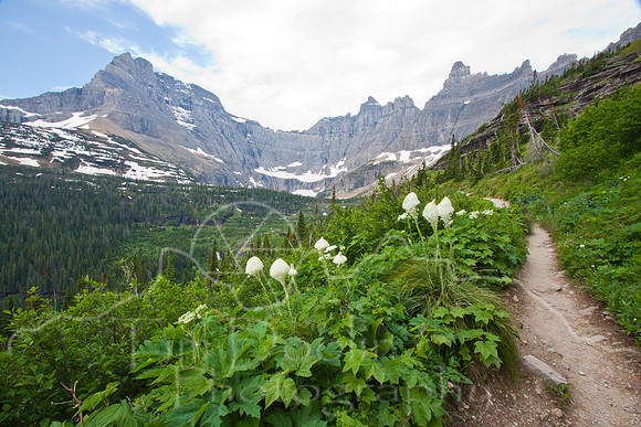 Glacier National Park--July 2010-4174