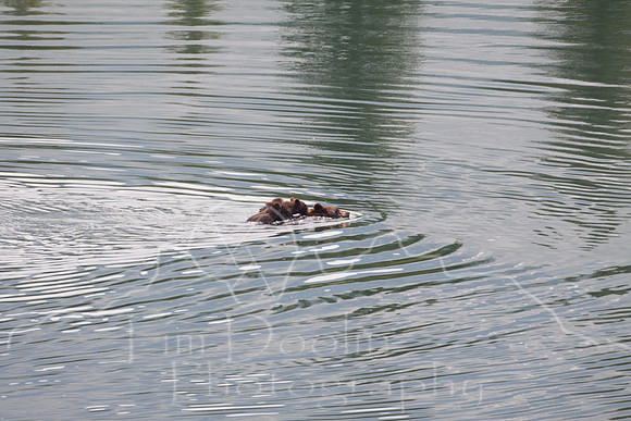Glacier National Park--July 2010-4359