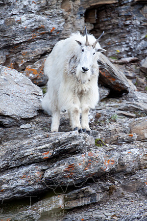 Glacier National Park--July 2010-3690