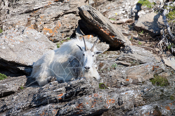 Glacier National Park--July 2010-3714