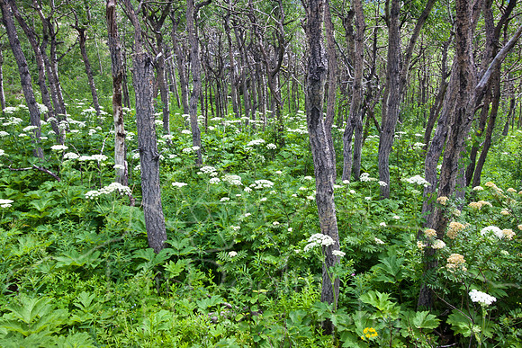 Glacier National Park--July 2010-8500