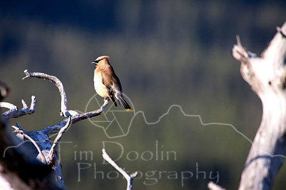 IMG_3523-Edit