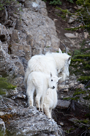 Glacier National Park--July 2010-3632