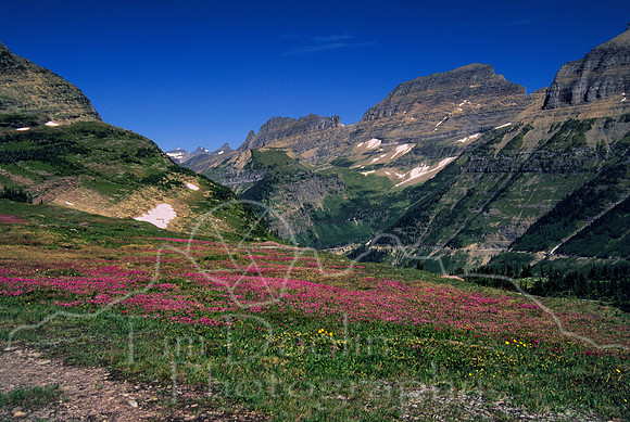 Fields of paintbrush from trail to Hidden Lake