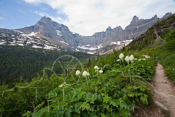 Glacier National Park--July 2010-4171