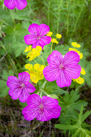 Glacier National Park--July 2010-8619