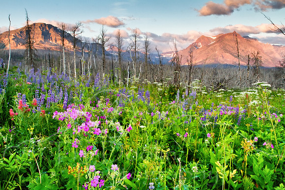 Glacier National Park--2011--6