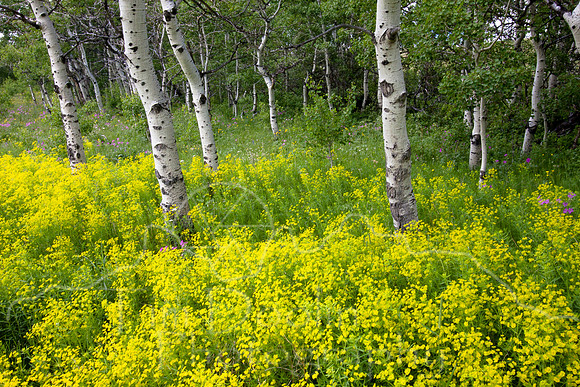 Glacier National Park--July 2010-8598