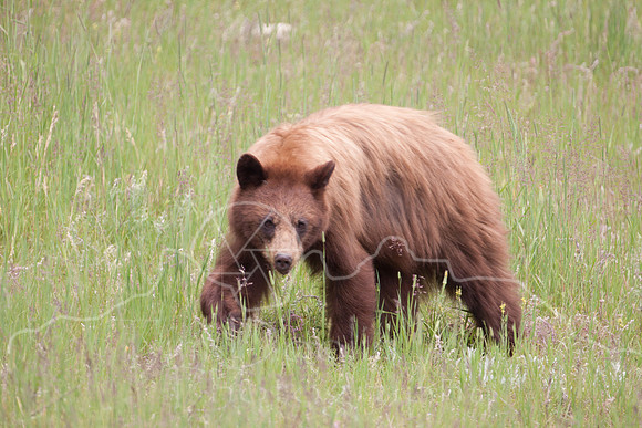 Glacier National Park--July 2010-4599