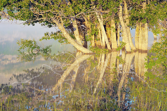 Glacier National Park--July 2010-7759_60_61Compressor