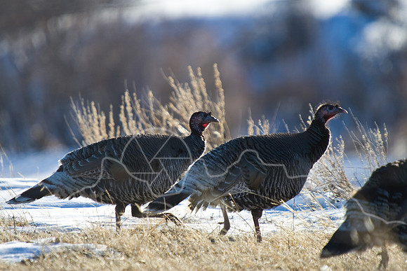 Turkeys-1151