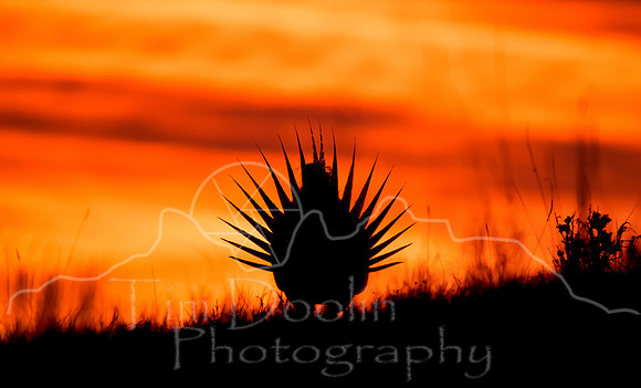 A83I3144-Edit