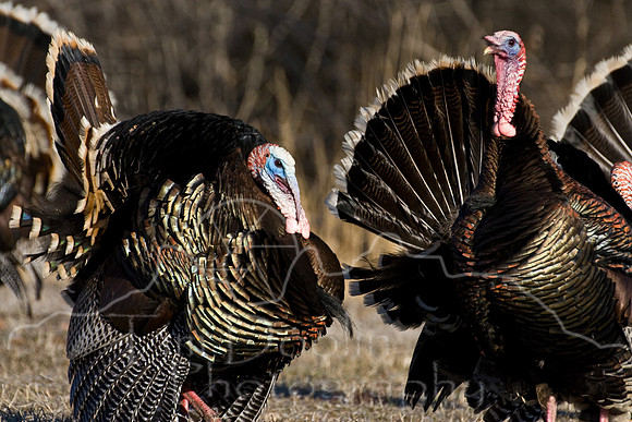 Turkey--2008-0957